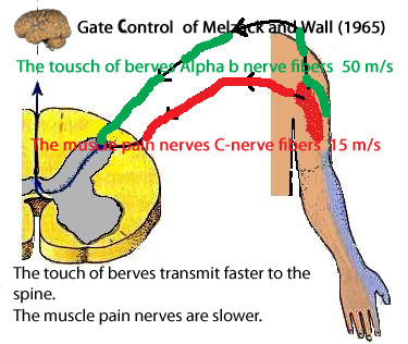Schematische Darstellung der Gate-Control-Theorie nach Melzack und Wall mit Nervenfaser-Leitungsgeschwindigkeiten