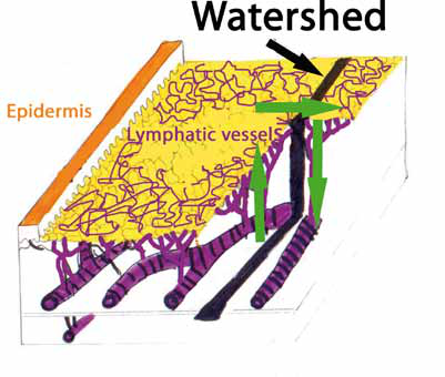 Anatomische Darstellung der Lymphgefäße und Wasserscheiden im Körper