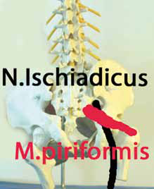 Anatomische Darstellung von Nervus ischiadicus und Musculus piriformis im Becken